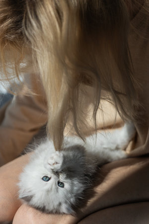 Adorable Kitten Playfully Interacting with Human Hair in a Cozy Indoor Setting Bathed in Natural Lightの写真素材