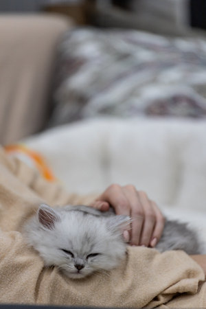 Adorable Kitten Resting Comfortably on a Warm, Cozy Lap While Snuggling Up in a Relaxing Home Environment, Evoking Feelings of Serenity and Happiness Among Pet Loversの写真素材