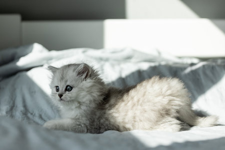 A Charming View of a Playful Kitten Relaxing on Soft Fabric in a Sunlit Room, Capturing the Innocence and Curiosity of Feline Companions in a Cozy Settingの写真素材