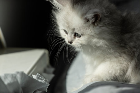 A Beautiful White Kitten Gazing Thoughtfully into the Distance in a Cozy Indoor Setting with Soft Light Highlighting Its Fluffy Fur and Big Blue Eyesの写真素材