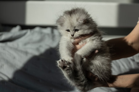 Adorable Gray Fluffy Kitten Being Held in Gentle Hands with Sunlight Streaming Through the Window, Creating a Cozy and Heartwarming Atmosphere in a Home Environmentの写真素材