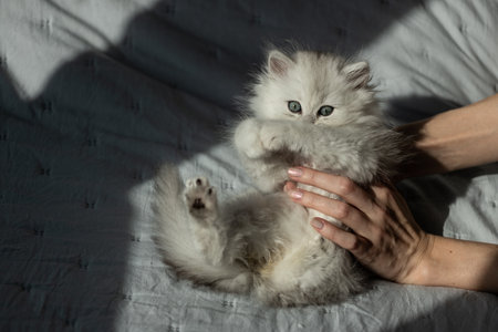 Adorable Fluffy Kitten Being Cuddled: A Heartwarming Moment Between a Pet and Its Owner, Capturing the Joy of Feline Companionship and Tender Affection in Natural Lightの写真素材