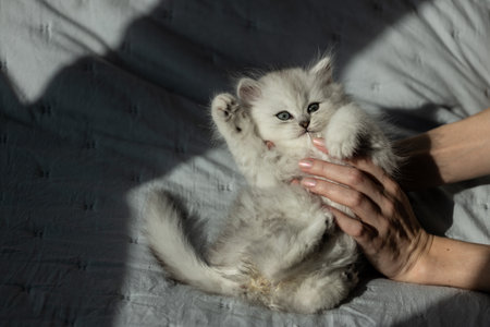 Adorable Silver Fluffy Kitten Being Held with Care by a Gentle Hand on a Soft Fabric Background, Capturing an Endearing Moment of Innocence and Playfulness Against the Sunlightの写真素材