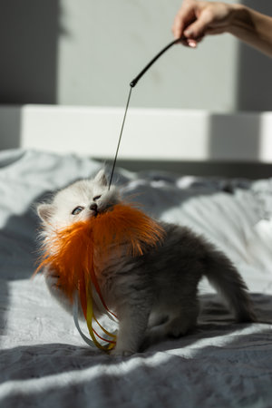 Playful Kitten with Colorful Feather Toy: Adorable Furball Engaged in Fun Activity with a Vibrant Orange Feather and Ribbons Under the Morning Sunlight on Cozy Bed Settingの写真素材