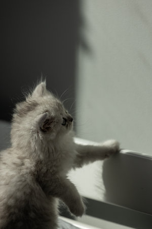 Adorable Kitten Curiously Observing Its Surroundings, Captured in a Moment of Wonder and Fascination Beneath Natural Light, Evoking a Sense of Playfulness and Innocenceの写真素材