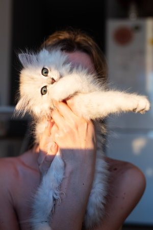 Cute White Fluffy Kitten Being Held by Its Owner in a Sunlit Room, Showcasing the Bond Between Pets and Their Humans in a Warm and Inviting Environmentの写真素材