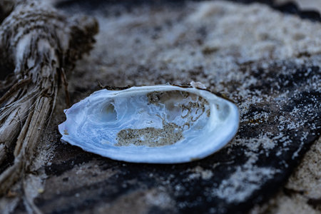 A Beautiful Aesthetic Capture of a Shell on a Sandy Surface Highlighting Natures Beauty in a Tranquil Beach Settingの写真素材