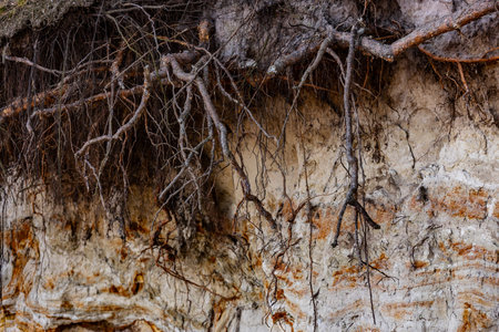 Intricate Network of Roots Intertwined with Sandy Soil Creating a Natural Landscape Genre that...
