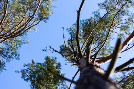 A Breathtaking Perspective of Towering Pine Trees Against a Bright Blue Sky Captured From Below to...