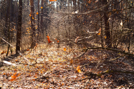 A Serene Autumn Pathway in the Forest: Sunlight Filtering Through Tree Branches and Leaves with a Rustic Earthy Aesthetic Capturing Natures Tranquility and Beautyの写真素材