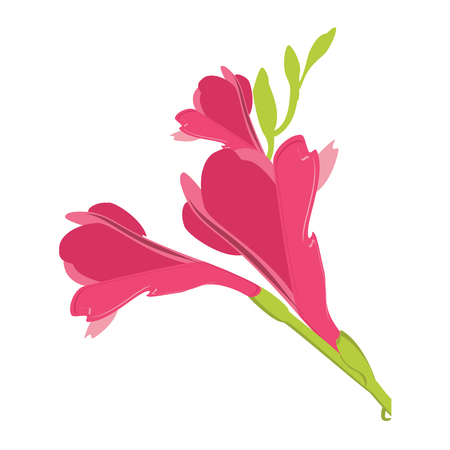 Vector illustration beautiful exotic pink flower.  Floral decorationsのイラスト素材