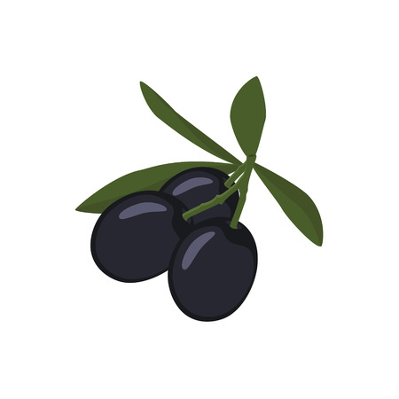 Vector illustration branch of black olives with leaves or cooking, gastronomy, oil and vegetarian design.のイラスト素材