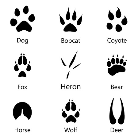 Vector illustration animal and birds footprints with names icon set. Set foot prints wild animals, illustration of black silhouette.のイラスト素材