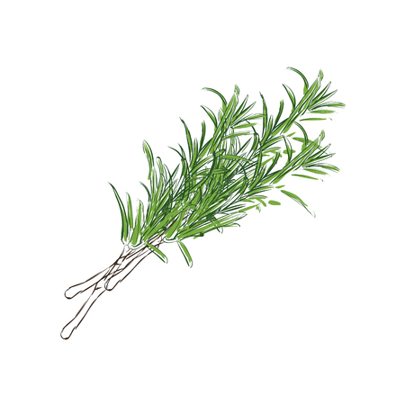 illustration of fresh rosemary sprig.のイラスト素材