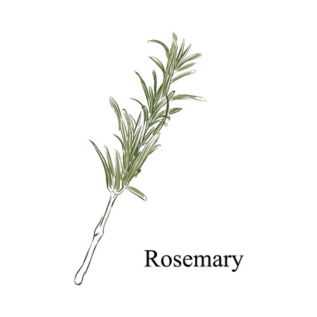 Raster illustration rosemary herb, spice in sketch style. Fresh rosemary sprigsの写真素材