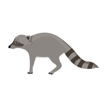 Vector illustration animal zoo raccoon isolated on white backgroundのイラスト素材