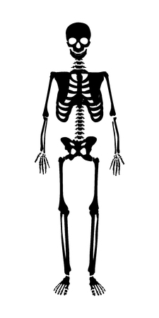 Skeleton human anatomy. Vector halloween black skeleton isolated on white.のイラスト素材