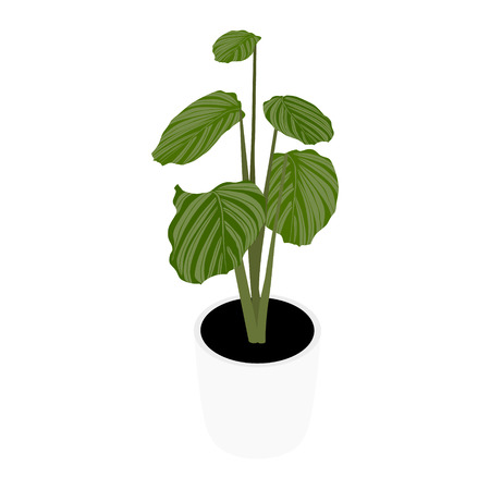 Houseplant potted plant Calathea Orbifolia. Garden potted plants. Vector potted plants. Flowerpot bloomのイラスト素材