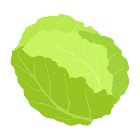 Cabbage isolated on white background, raster.の写真素材