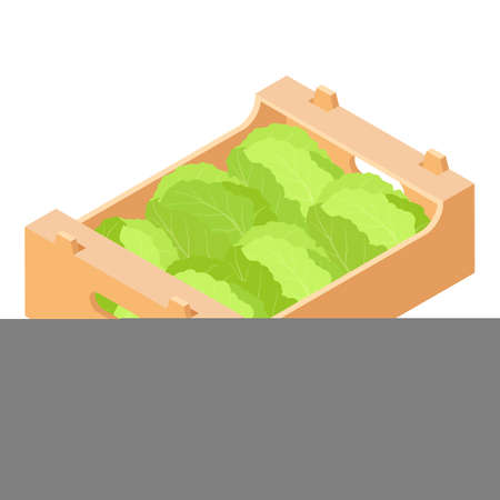 Cabbage in wooden market box isolated on white background, isometric view. Vectorのイラスト素材