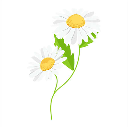 Chamomile. A bouquet of camomile flowers. Beautiful flowers of chamomile medicalのイラスト素材