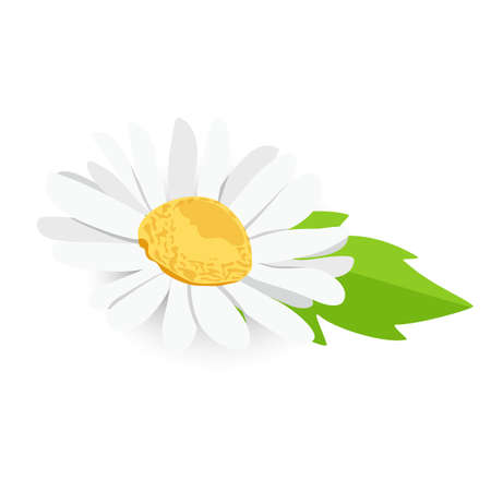 Beautiful daisy chamomile flower top view isolated on white background. Vectorのイラスト素材
