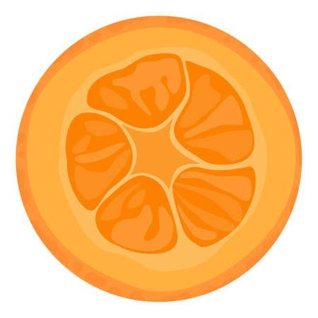 Cut sliced cumquat or kumquat fruit isolated on white background. Vectorのイラスト素材