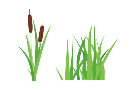 Illustration for Bulrush or reed mace plant and grass various narrowleaf cattails isolated on white background. Vector - Royalty Free Image