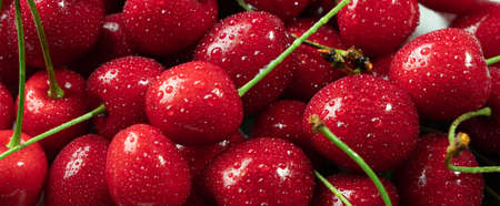 Ripe juicy cherries only collected from the branches of the cherry tree. Water drops on sweet juicy berries.の写真素材