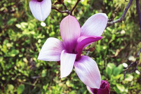 Pink magnolia flowers on a tree, selective focus.の写真素材