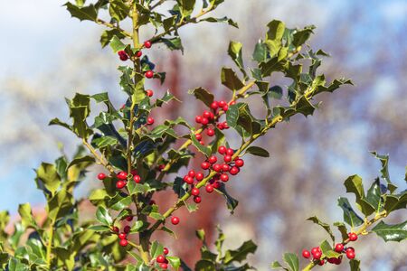 Red holly berries, Ilex Aquifolium on a priclky bush, shallow depth of fieldの写真素材
