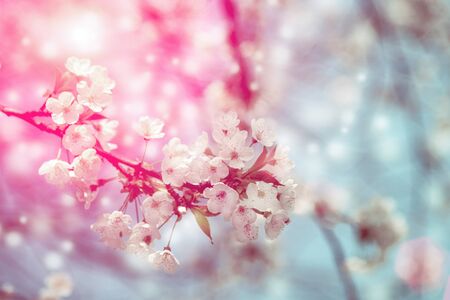 Cherry blossom in sunlight, blurred bokeh background.