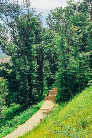 A man with a dog walks along the hiking path through the forest, top view.の写真素材