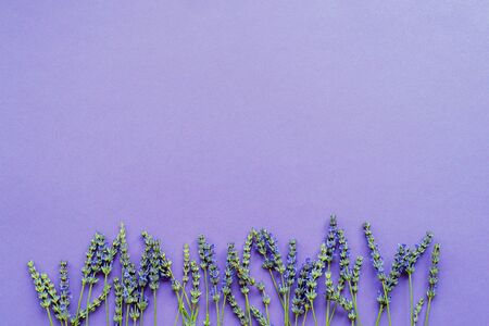 Lavender flowers on purple background, flat lay, copy space.の写真素材