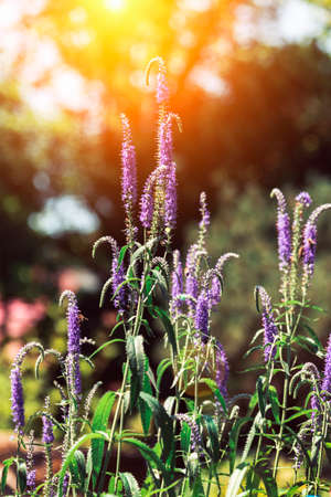 Veronica spicata, Pseudolysimachion spicatum blue flowers in sunlight, soft focus.の写真素材