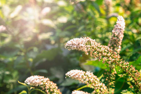 Beautiful white flowers in the garden in sunlight, selective focus.