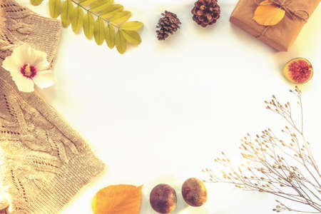 Autumn flat lay with ripe figs, yellow leaves, flower, gift in a box and knitted sweater. White background, top view.の写真素材