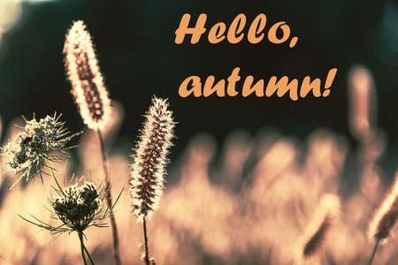 Field of spikelets at sunset, beautiful nature background, soft focus, toned. Words Hello Autumnの写真素材