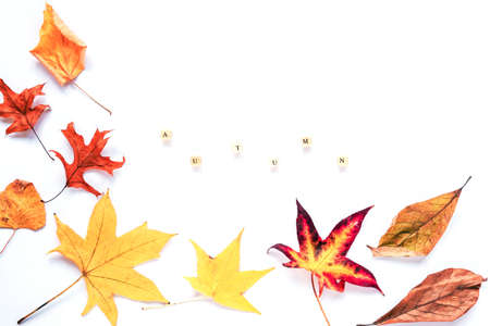 Autumnal Yellow leaves on white background, Word Autumn, flat lay, copy space.の写真素材