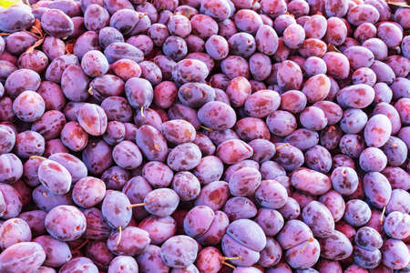 Plums at the market, autumn harvest concept, background.の写真素材