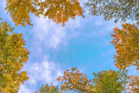 Frame of crowns of autumn trees against the blue sky, background, copy space.
