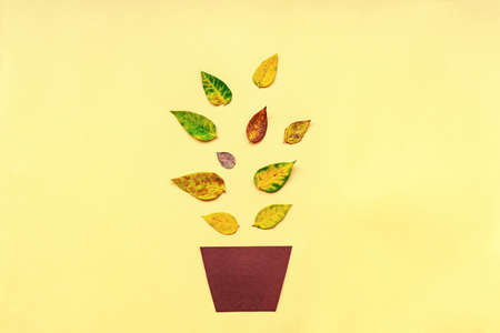 Autumn leaves on the yellow background, Potted home plant, fall concept, flat lay.