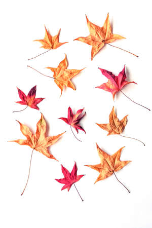 Dry autumn leaves on white background, fall concept, top view, flat lay.の写真素材