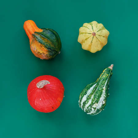 Pumpkins and squashes of different shapes on green background. Top view, flat lay. Thanksgiving conceptの写真素材