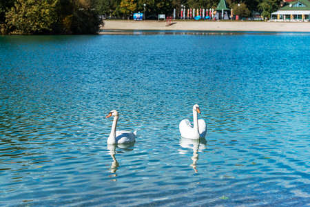 Two swans swimming in a lake in a beautiful day.の写真素材