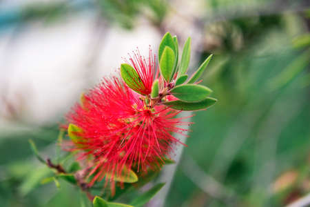 Red bottlebrush flower Callistemon citrinus , selective focus.の写真素材