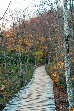 Wooden path in the autumn forest. Plitvice lakes National park, Croatia.の写真素材