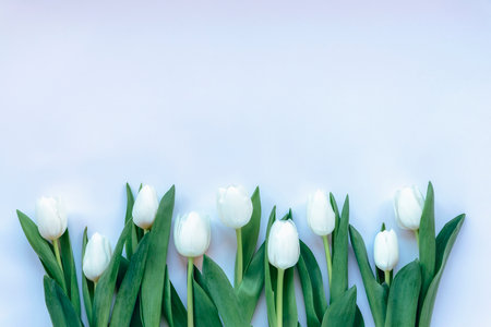 White tulips festive background. Women's day, Easter or spring concept. Space for text.の写真素材