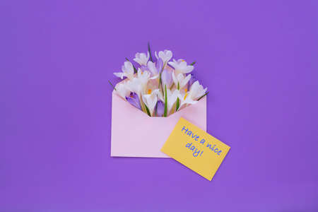 Pink paper envelope with crocuses and words Have a nice day, purple background. Top view, flat lay. Spring conceptの写真素材