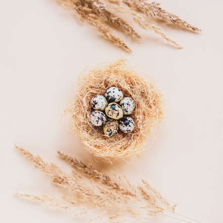 Quail eggs in the nest and dried pampas grass on beige background. Easter concept. Top view, flat...